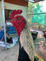 Beautiful rooster in the farm, closeup of photo. photo