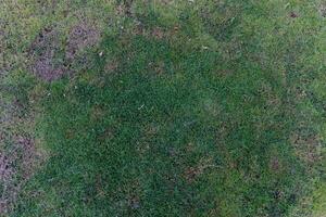 Above view of green shrub with small leaves. Shrub is growing in a grassy area and appears to be healthy and well-maintained. There are no visible flowers or fruits. photo