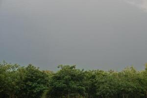 Cloudy sky above a line of trees. The sky is a uniform dark gray color, suggesting that it may be raining or overcast. The trees are green and appear to be tall and dense. photo