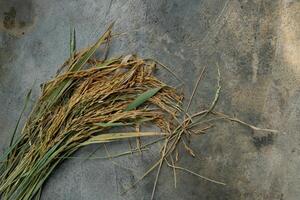 Bundle of rice stalks on a concrete surface. The rice grains are discolored and the leaves appear dry and unhealthy. It's possible that the rice is affected by a disease or pest. photo