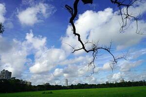 Wide angle view of Kolkata Maidan with no leaves tree photo