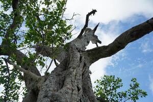 A tree in the forest photo