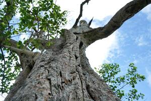 The big tree oak in the forest photo