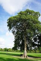 Portrait of green tall tree and blue sky at Kolkata Maidan photo