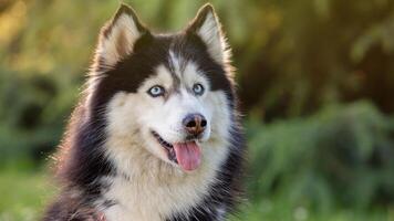 Siberian Husky breed, Adorable little dog photo