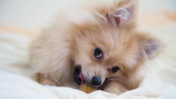 contento pomeranio raza perro, adorable pequeño perrito foto