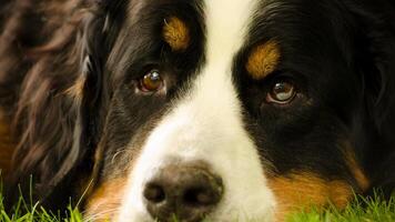 Adorable Bernese Mountain dog, cute little puppy photo