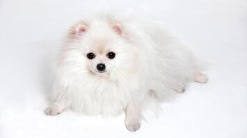 Happy Pomeranian breed dog, adorable little puppy isolated on white background photo