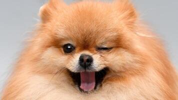 Happy Pomeranian breed dog winking, adorable little puppy isolated on white background winks at camera photo
