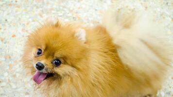 contento pomeranio raza perro, adorable pequeño perrito foto