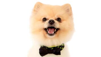 Happy Pomeranian breed dog, adorable little puppy isolated on white background photo
