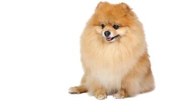 Happy Pomeranian breed dog, adorable little puppy isolated on white background photo