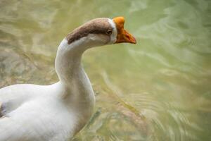 White goose, Brown head in lake photo