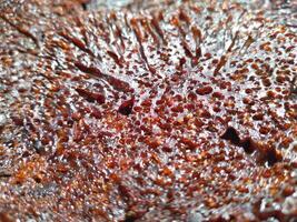 Caramel cake is known by Indonesian people as ant nest cake photo