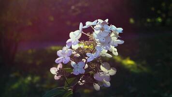 Close-up shot of white hydrangea flowers softly backlit by the evening sun, creating a warm and serene atmosphere. The shallow depth of field blurs the background, highlighting the intricate details video