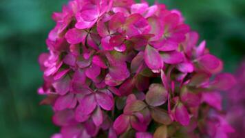 A close-up of delicate pink hydrangea blossoms bathed in soft, warm sunlight. The petals are lightly speckled, showcasing subtle variations in color and texture. The blurred background provides a video