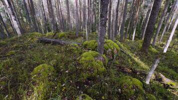 A tranquil scene of moss-covered boulders nestled among towering pine trees in a serene Karelian forest. video