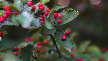 A vibrant close-up image of bright red berries on a green leafy branch, captured in the soft, warm light of autumn. The shallow depth of field emphasizes the details of the berries while blurring the video