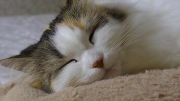 A close-up of a calico cat peacefully napping on a cozy beige blanket, with natural soft light bringing out the texture of its fur. video