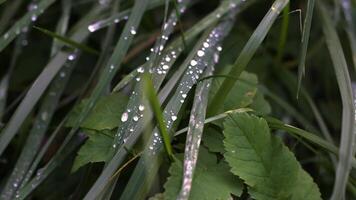 A macro shot capturing fresh dew droplets on thin blades of grass in natural light, offering a calming and refreshing view of early morning nature. The droplets glisten as they rest on the smooth video