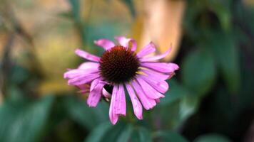 Close-up of a pink coneflower with slightly weathered petals, standing out against a soft, blurred green and yellow backdrop. The low angle and shallow depth of field emphasize the detailed texture of video