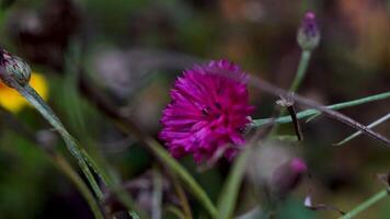 A close-up of a vibrant magenta wildflower standing out against the muted autumnal surroundings. The dry stems and soft focus of the background add contrast to the vivid bloom, capturing the video
