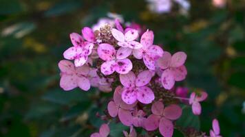 A close-up of delicate pink hydrangea blossoms bathed in soft, warm sunlight. The petals are lightly speckled, showcasing subtle variations in color and texture. The blurred background provides a video
