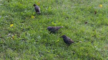 A flock of starlings forages along a grassy riverbank, with a calm river reflecting the sky in the background. Captured in natural daylight, the scene emphasizes the serene and peaceful atmosphere. video