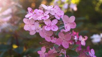 A close-up of delicate pink hydrangea blossoms bathed in soft, warm sunlight. The petals are lightly speckled, showcasing subtle variations in color and texture. The blurred background provides a video
