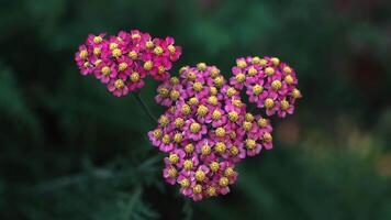 A close-up shot of vibrant pink and yellow wildflowers in full bloom against a dark, blurred background. The detailed view showcases the unique cluster of small flowers with delicate petals and bright video