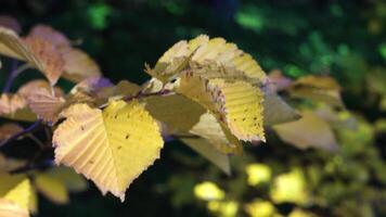 Close-up of golden yellow leaves on a tree branch, gently illuminated by warm sunlight. The soft focus highlights the delicate texture and natural color variations of the leaves. Captured in the early video
