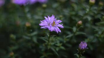 A single purple aster flower in bloom captured with a shallow depth of field, isolating the delicate petals against a backdrop of green foliage. The soft focus creates a dreamlike effect, highlighting video