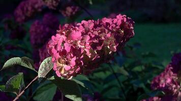 A close-up of delicate pink hydrangea blossoms bathed in soft, warm sunlight. The petals are lightly speckled, showcasing subtle variations in color and texture. The blurred background provides a video