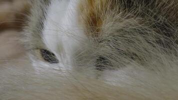 A close-up shot of a calico cat resting on a soft beige blanket, with natural light accentuating the texture of its fur. video