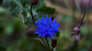 A vivid blue cornflower stands out against the earthy tones of the dried stems surrounding it. The contrast between the bright petals and the muted background creates a striking composition. This video