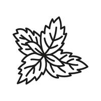 Mint leaves, spice for menu or recipe. Hand drawn doodle illustration. vector