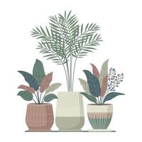 Set of three large indoor plants in flower pots. Illustration in boho style. vector