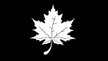 stylized maple leaf on a black background vector