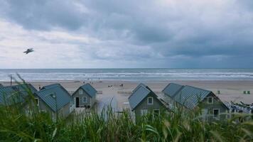 A beach with houses and a bird flying over it video