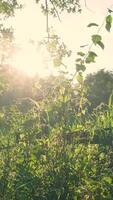 The sun is shining through the trees in the background video