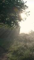 une homme en marchant vers le bas une chemin dans le brouillard video