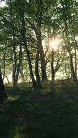 The sun is shining through the trees in the forest video