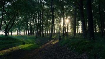 de Sol lyser genom de träd i en skog video