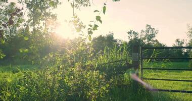 A gate in a field with the sun shining through the trees video