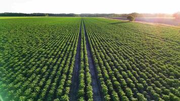 An aerial view of a field of green crops video