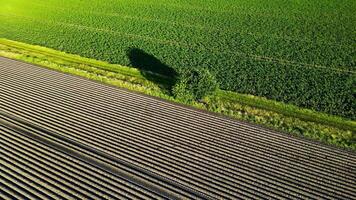 An aerial view of a field with rows of crops video