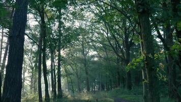 A path through a forest with trees and grass video