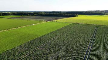 Aerial view of green fields and fields video
