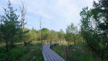 A wooden boardwalk in a forest with trees and grass video