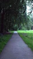 A path in the woods with trees and grass video